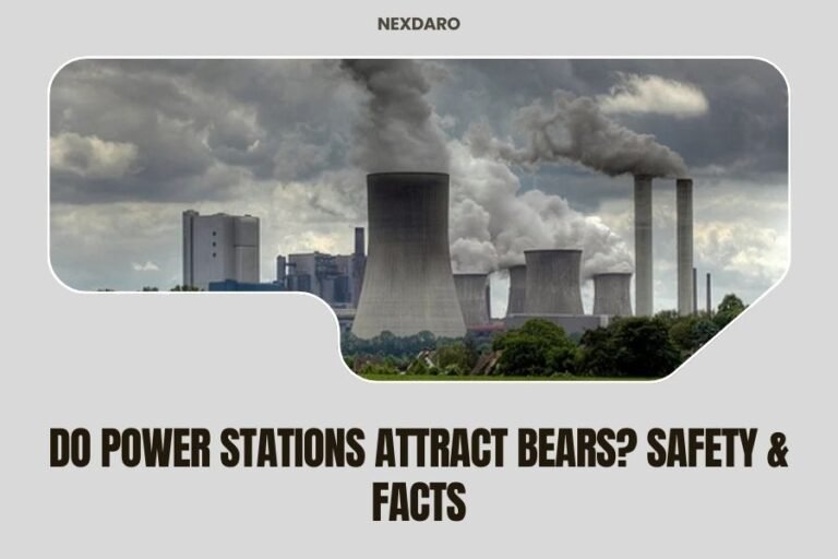 Do Power Stations Attract Bears_ Safety & Facts